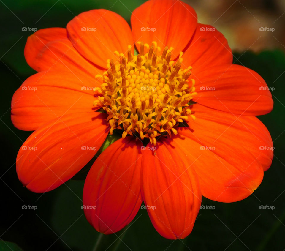 Extreme close up of red flower