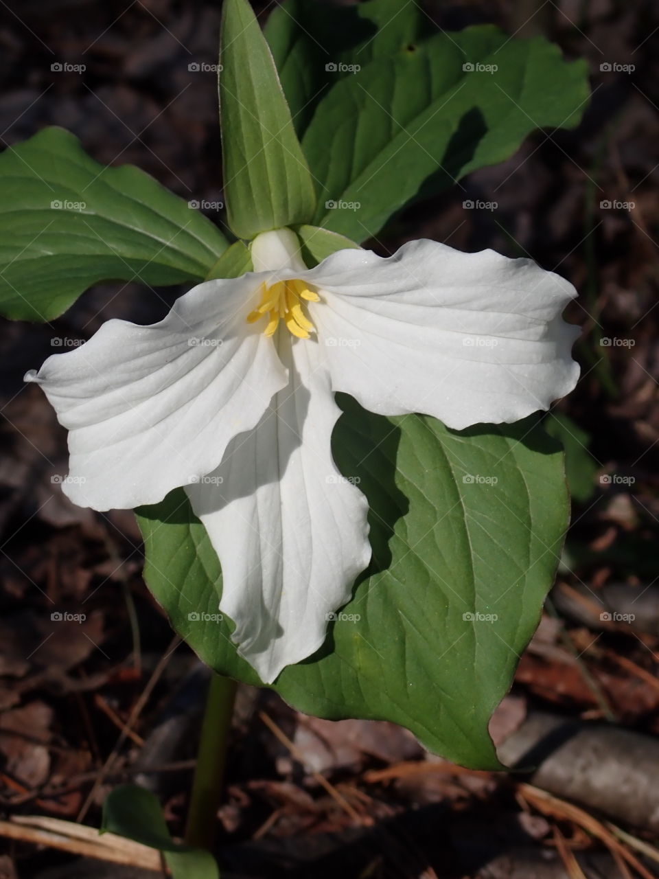 White trillium flower with green leaves growing in the forest