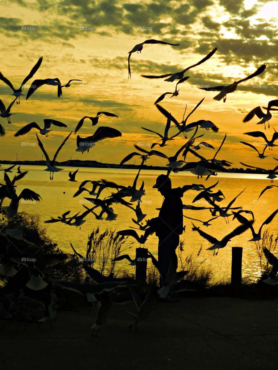 Wild Animals of The United States Foap Missions - A man is surrounded by dozens of seagull while as holds a handful of crackers to feed them