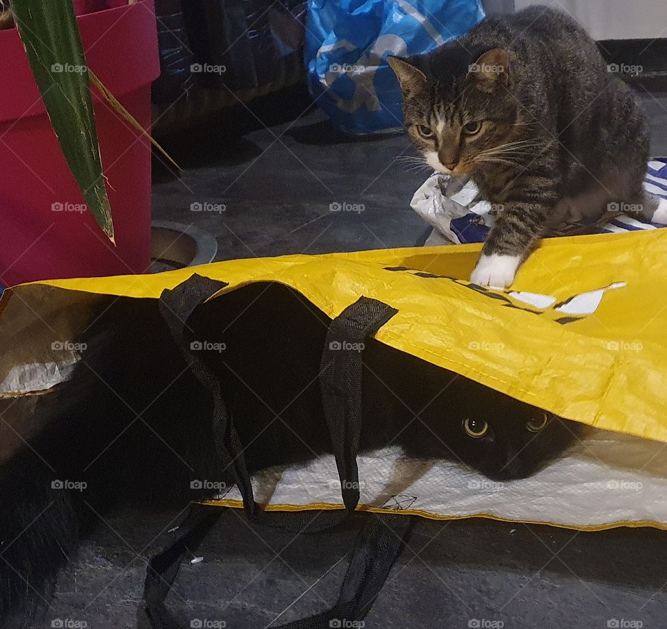 Cat in the bag and cat on the bag.