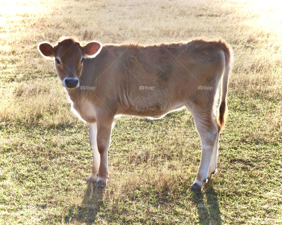 Sunlit Calf