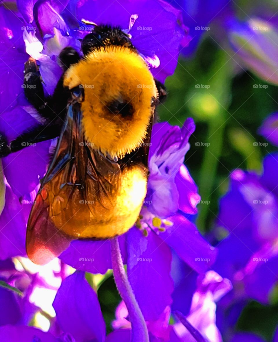 living in Harmony with bees