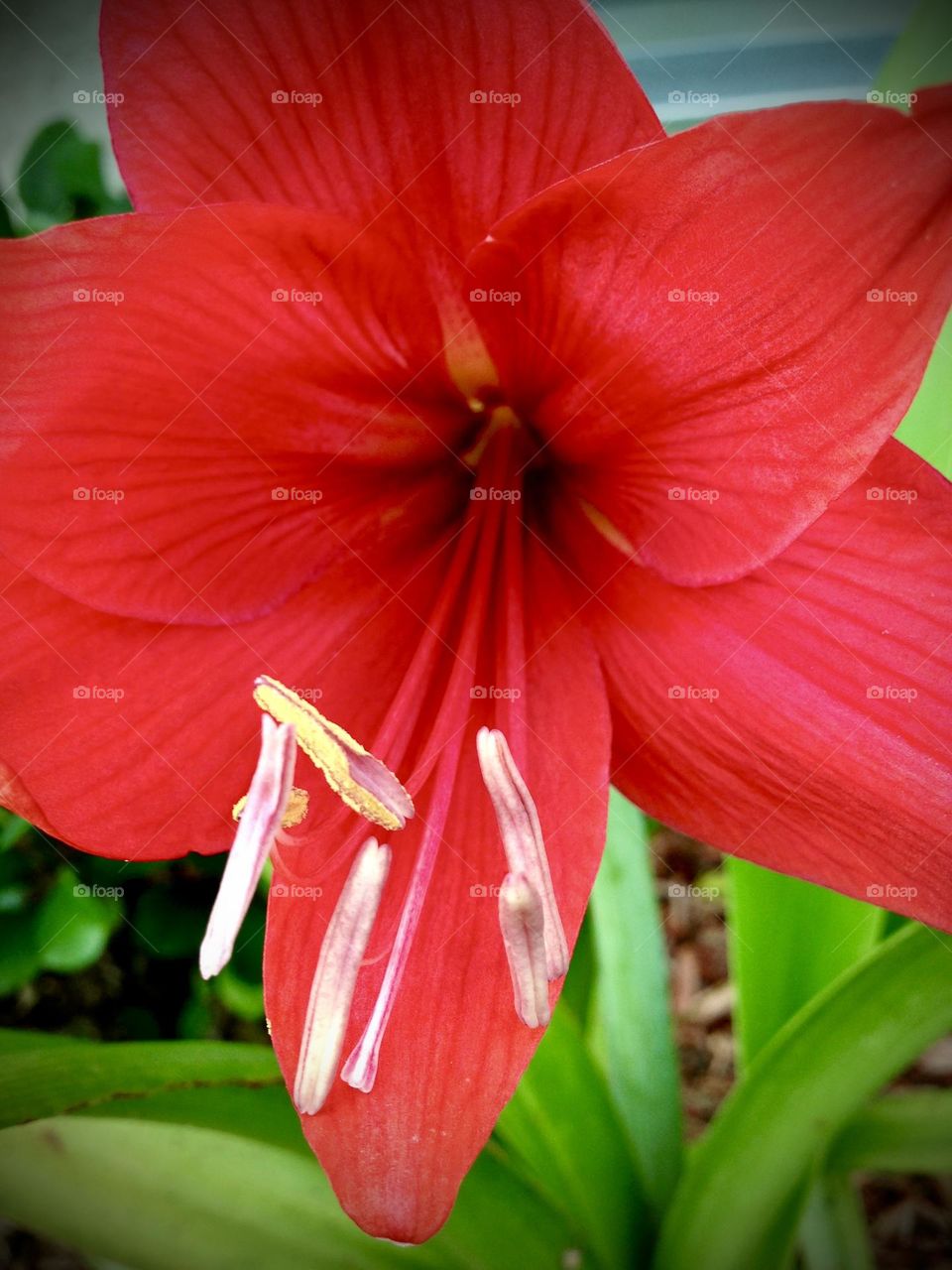Red amaryllis .