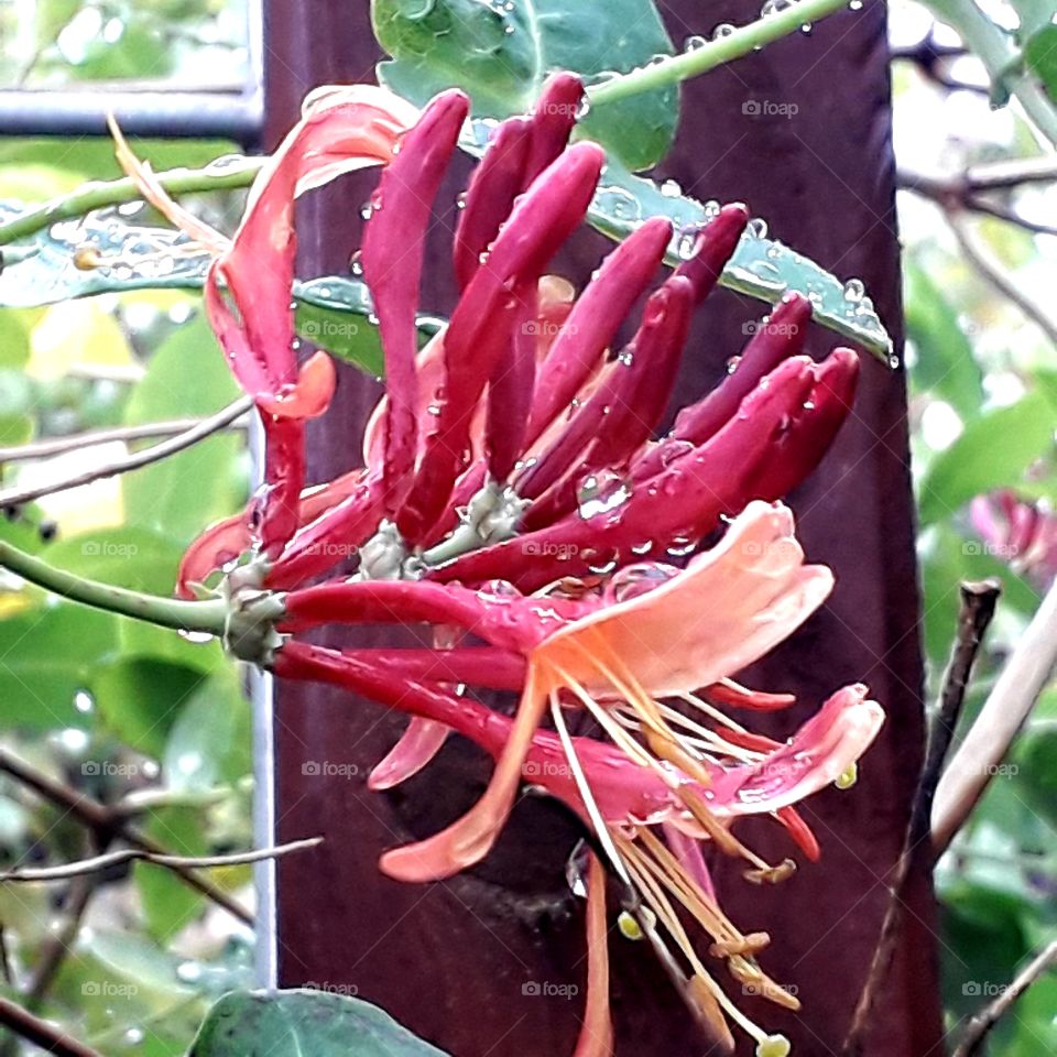 textures of the world- flowers and buds of honeysuckle