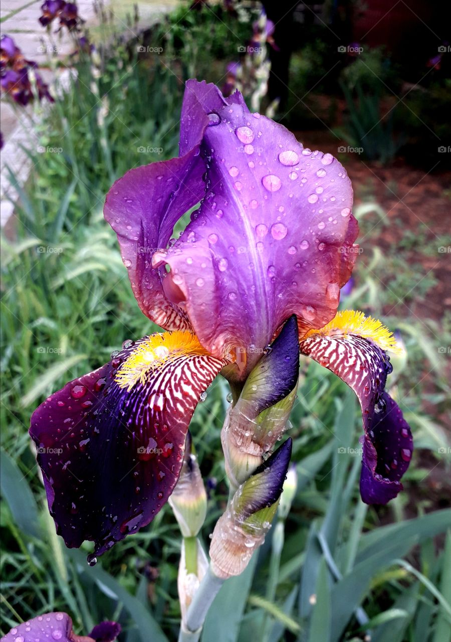 iris flower