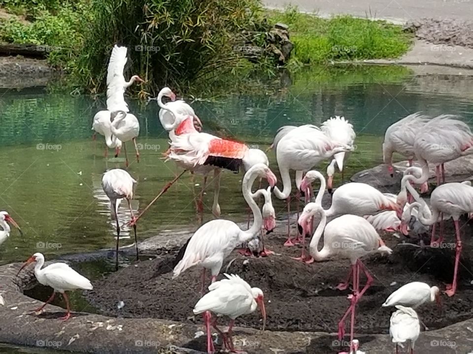 A flamboyance of flamingos congregate by the water.