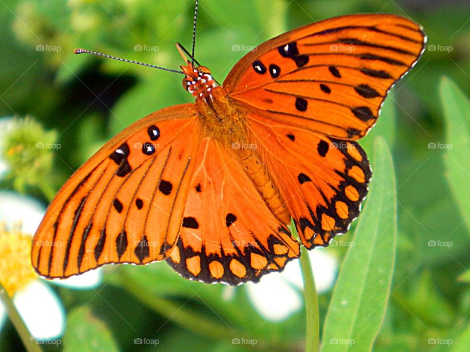 Butterfly on leaf