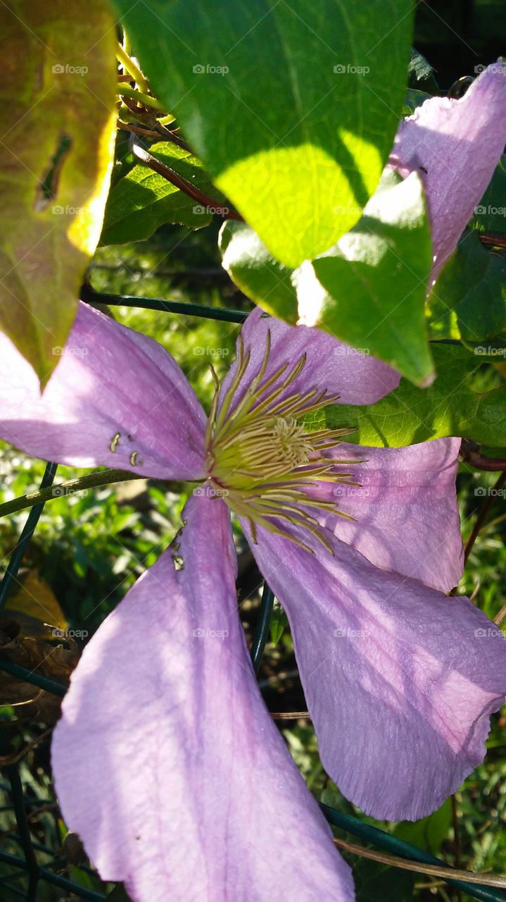 Flower, Nature, Leaf, No Person, Flora