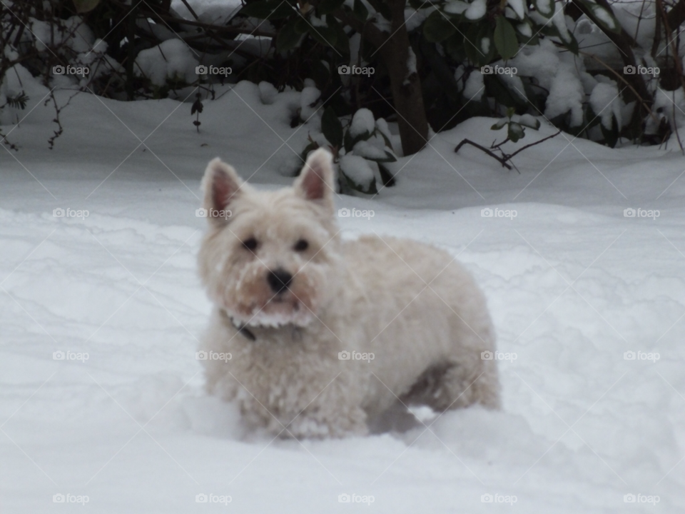 snow dog westie by Ellie.dixon5