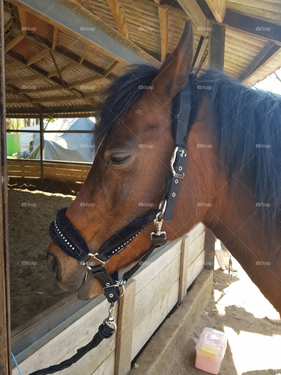 cheval  en préparation pour le travail