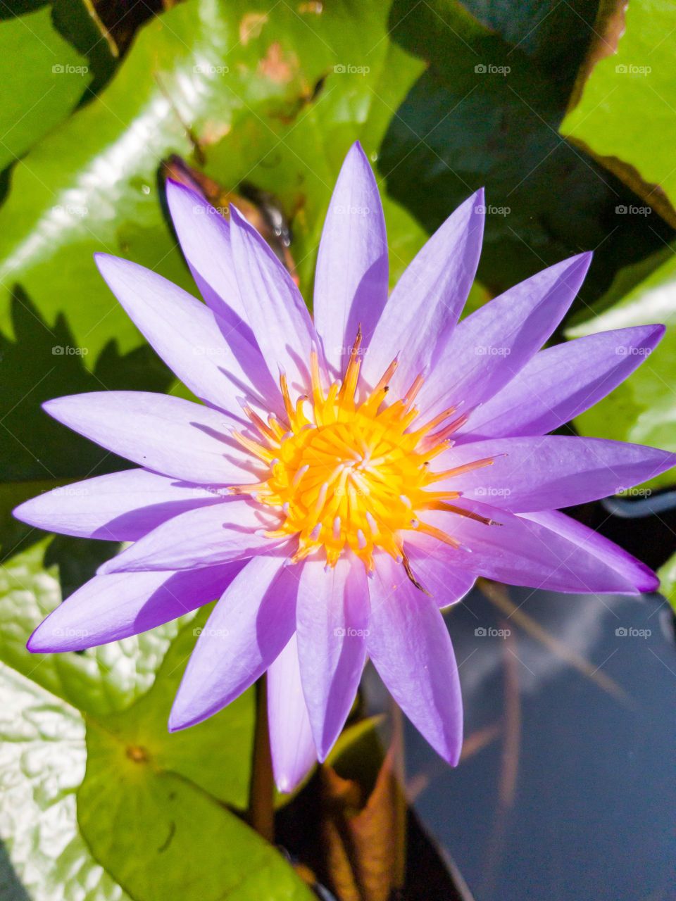 Lotus flower in pond look like the sun