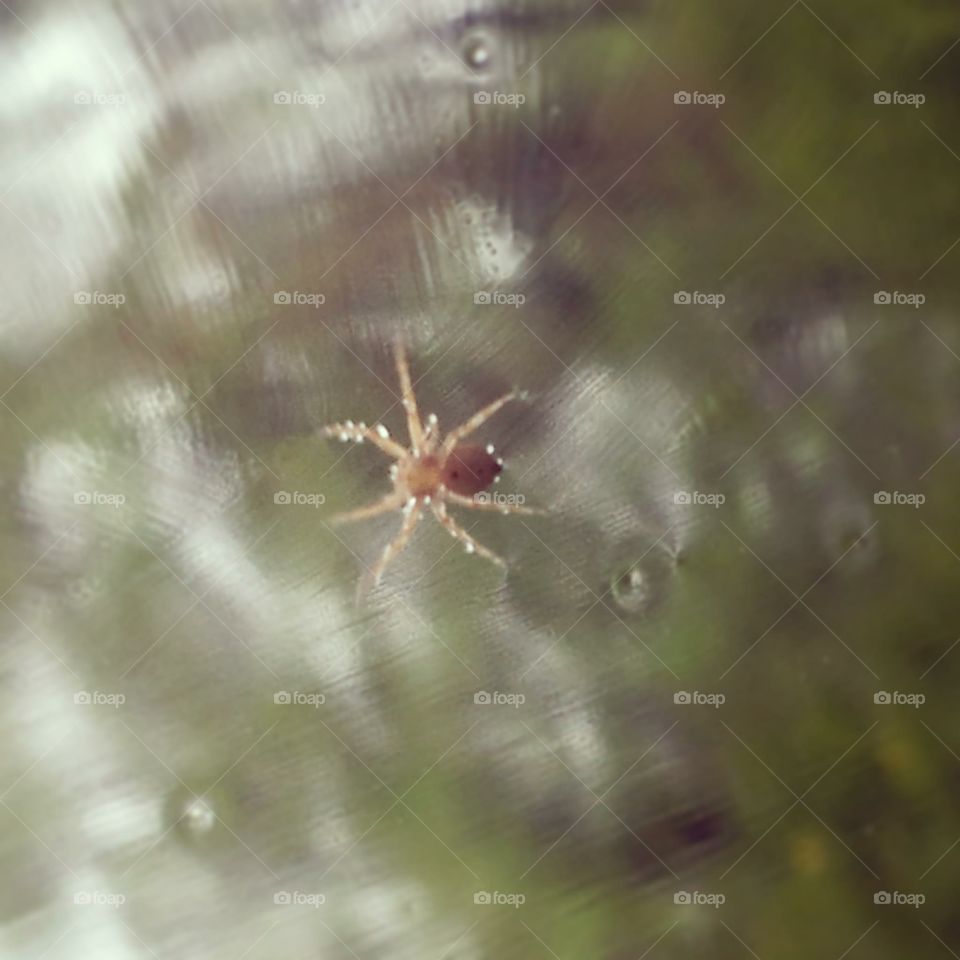 Lonely spider outside the window after the rain