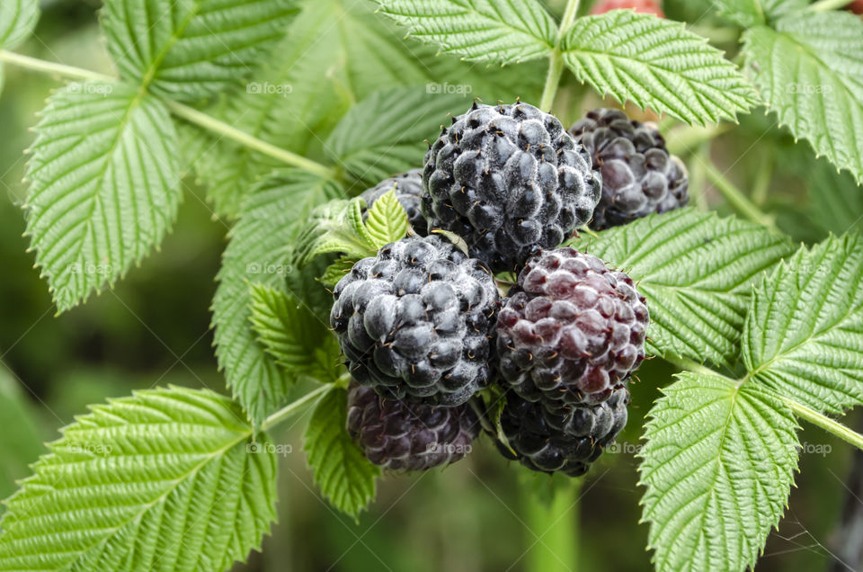 Ripe Black Raspberry