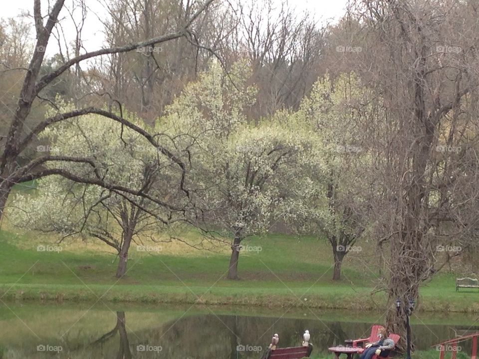 Cherry Blossom Trees at the Park