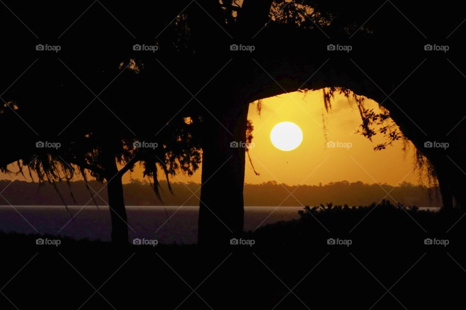 Sunrise through a tree limb