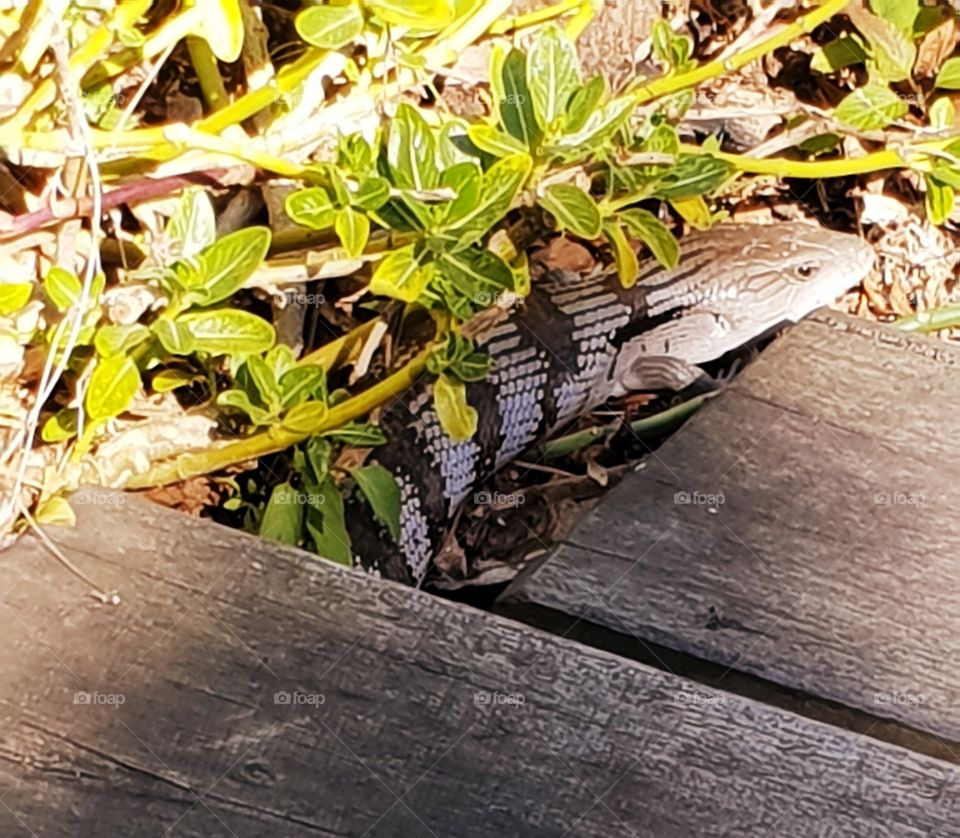 Beautiful big bluetongue lizard in our australian backyard