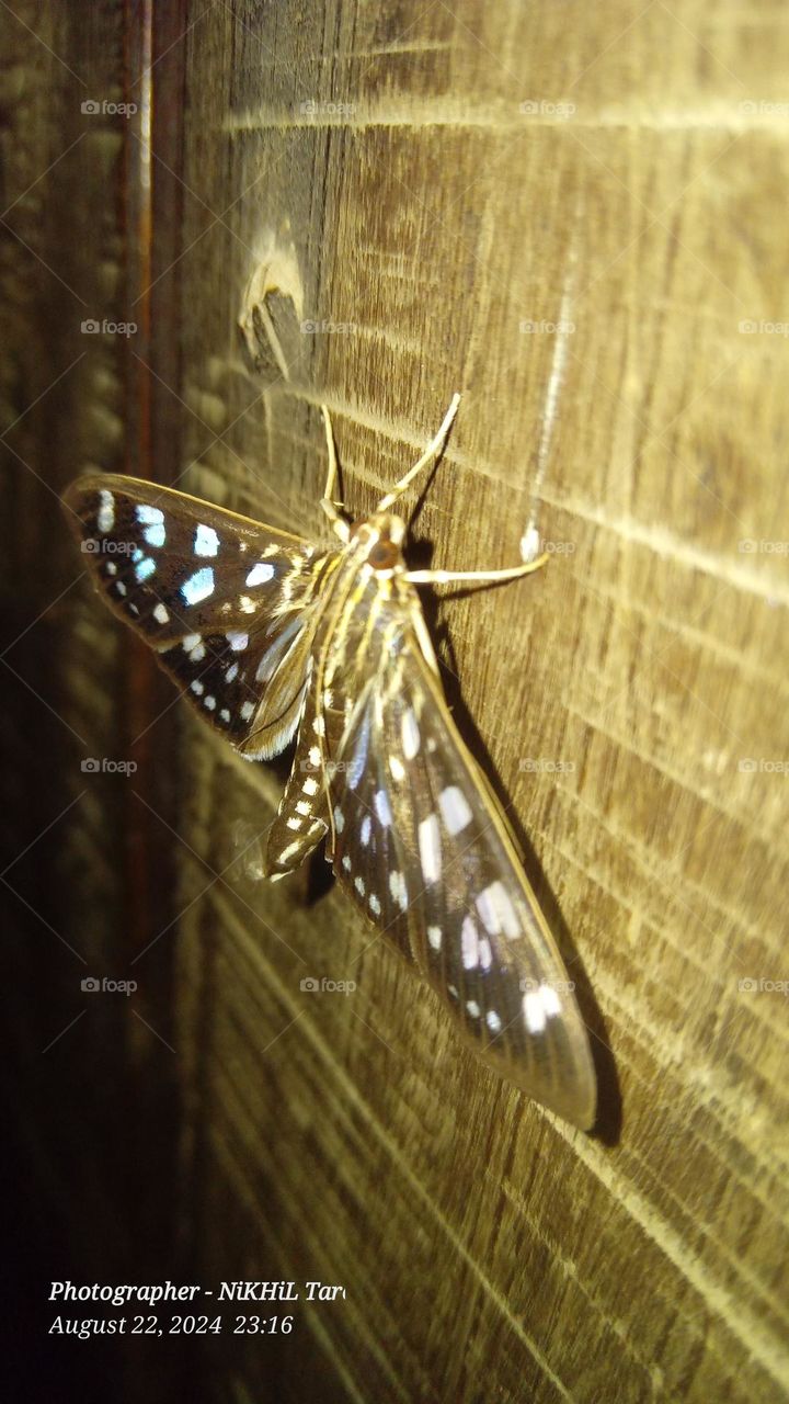 Beautiful Butterfly 🦋