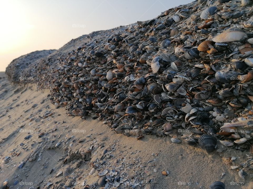 Shells dune Netherlands