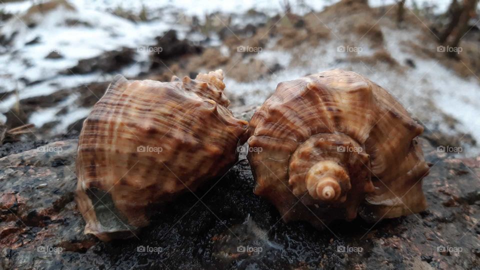 мушлі
