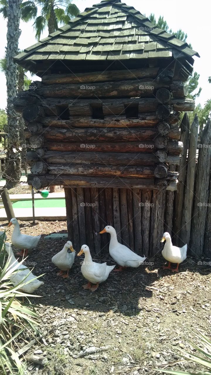 ducks. ducks and a little cabin