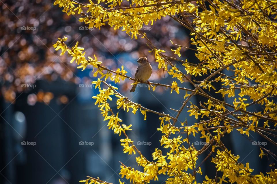 Sparrow at the branch of a yellow blooming tree