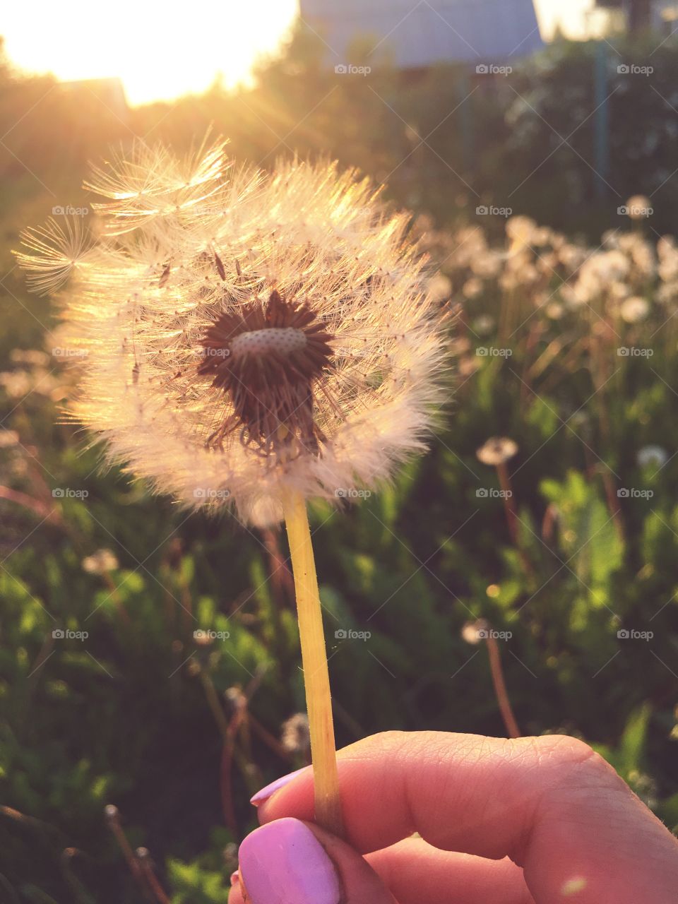 summer evening and dandelions