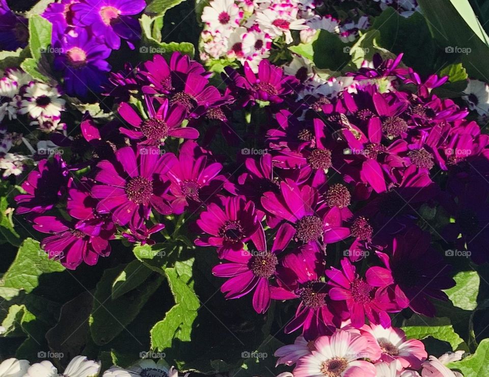 “The grass withereth, the flower fadeth: but the word of our God shall stand for ever.”
‭‭Isaiah‬ ‭40:8‬ ‭KJV‬‬