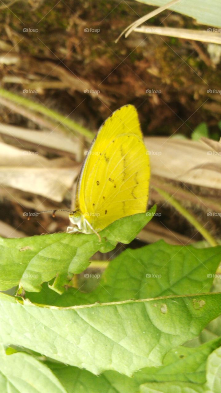 Yellow butterfly