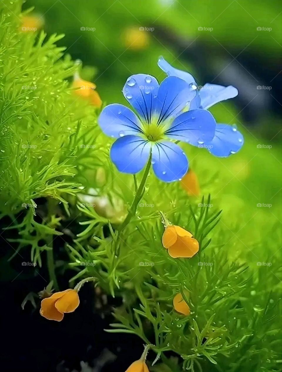 A very beautiful picture, and there is no better picture than it. There is no better picture of green herbs and colorful, red and white roses than it. Glory be to God, the natural and picturesque view, and there is no more