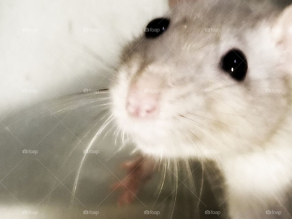 cute fancy rat
