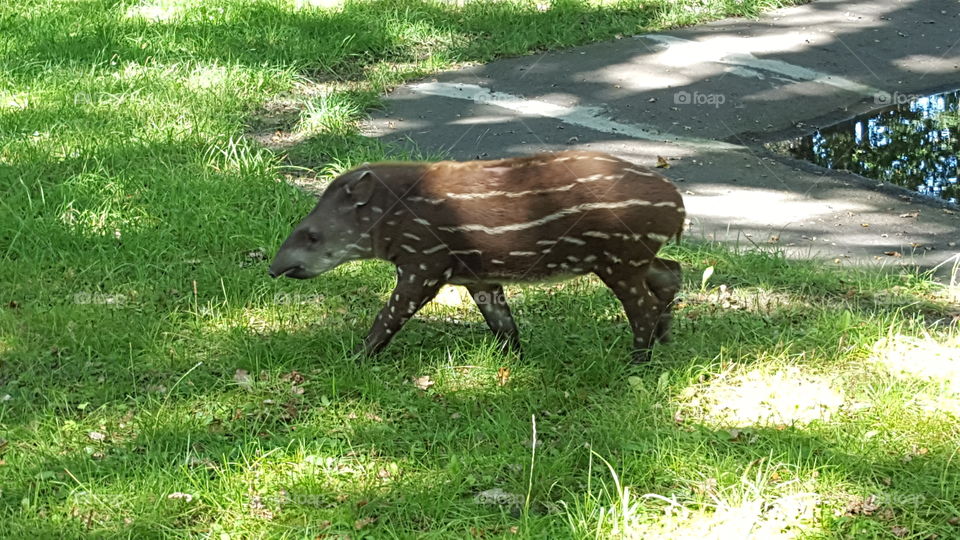 Baby tapir