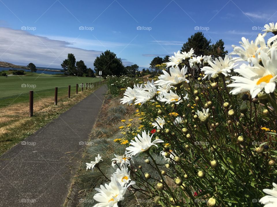 Flowery path