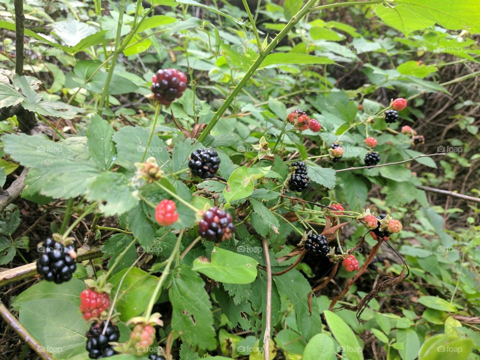 Colorful berries