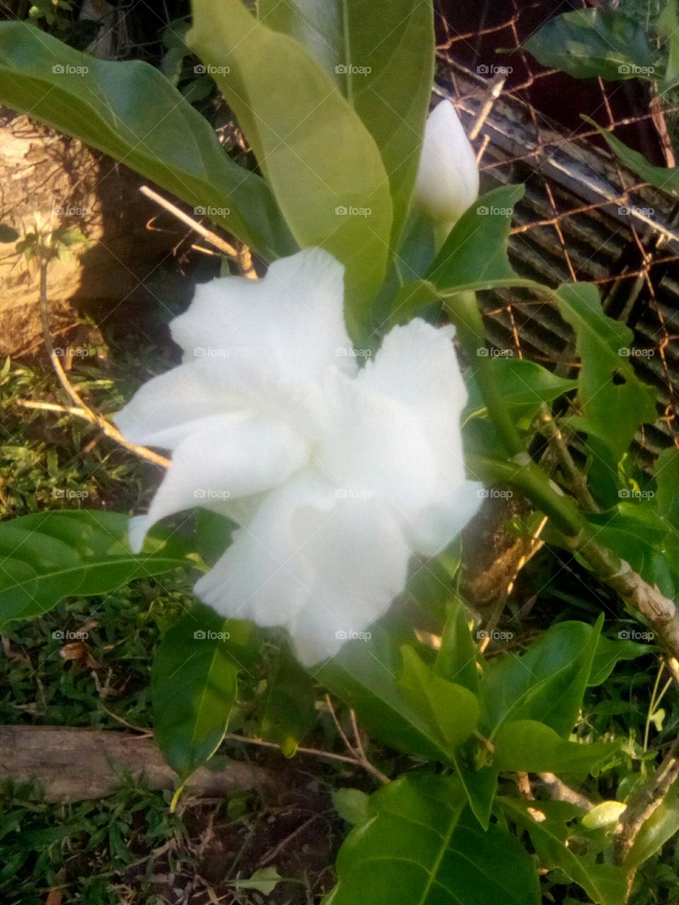 there or many different types of  flowers you can found our garden at home at school an Church an in our office .