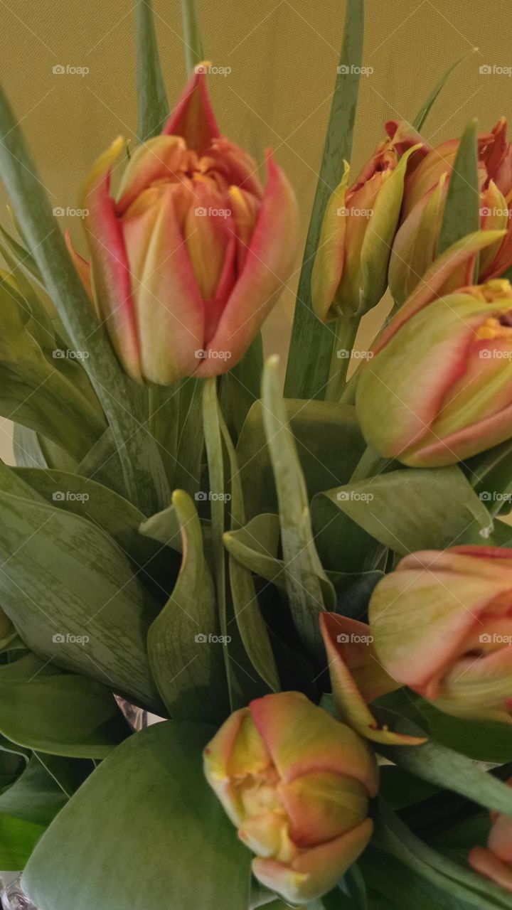 Tulips and mimosa is a traditional gift for International Women's Day