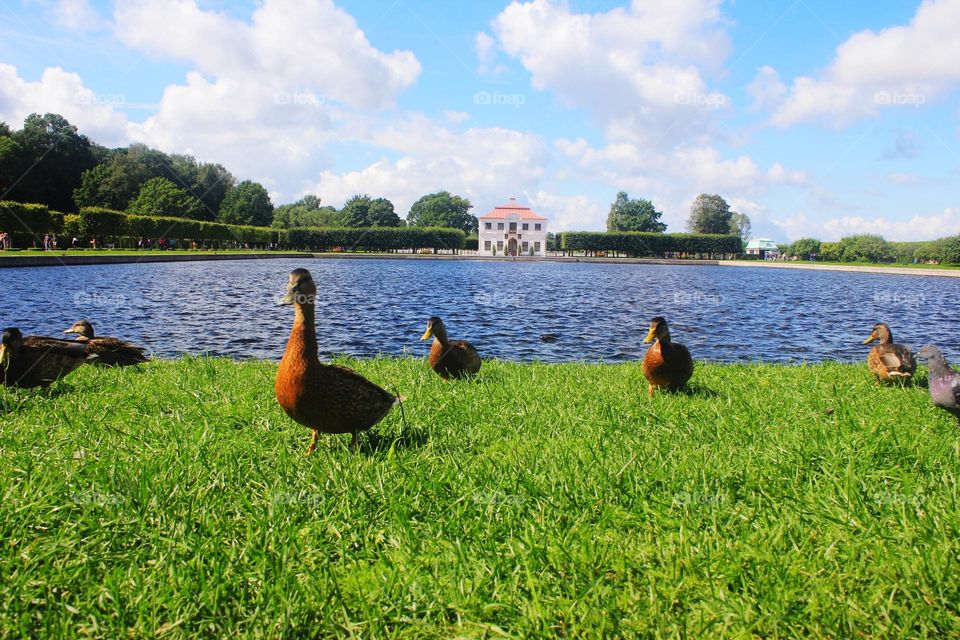 ducks in front of a pond in peterhof, saint petersburg, russia