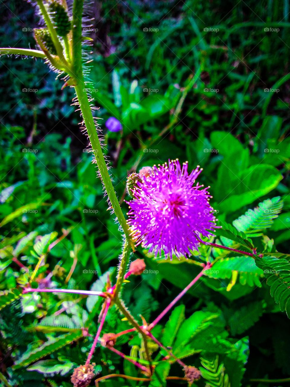 the beauty of newly blooming flowers