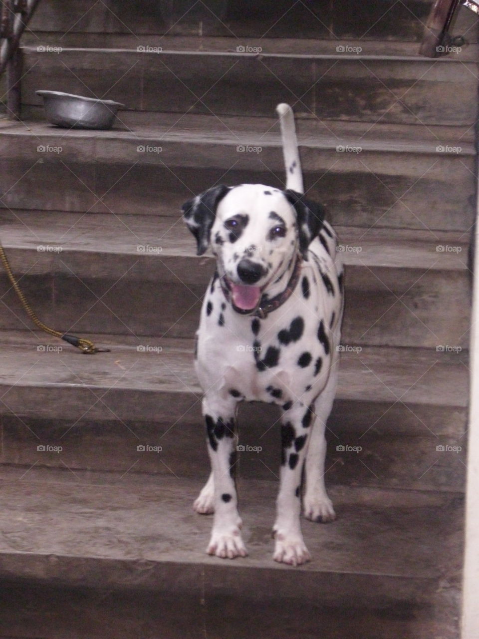 Dalmatian