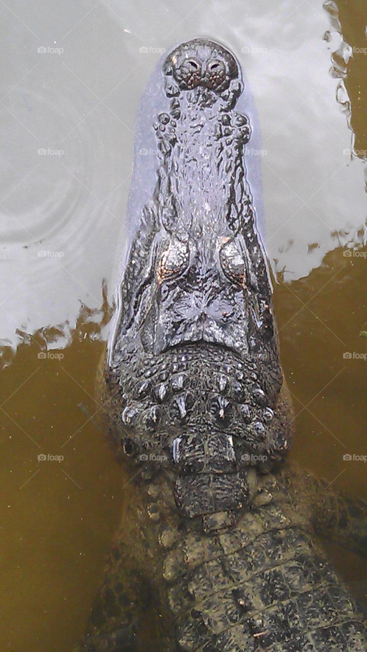 alligator