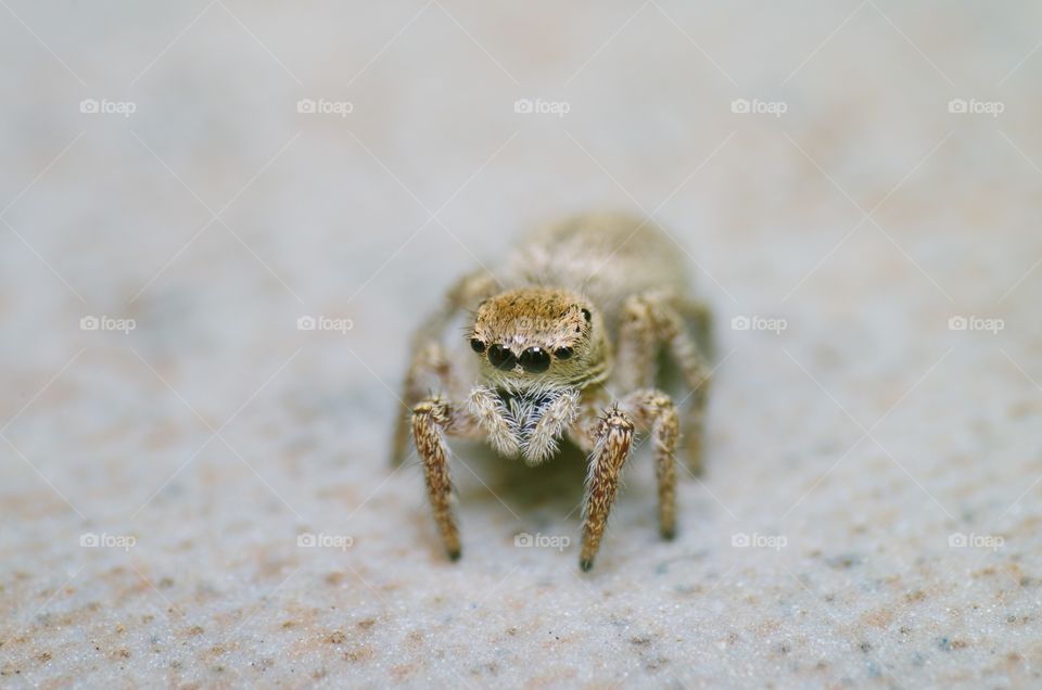 Macro shot of a jumping spider.