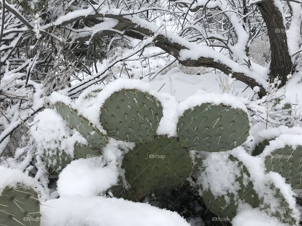snow capped cactus