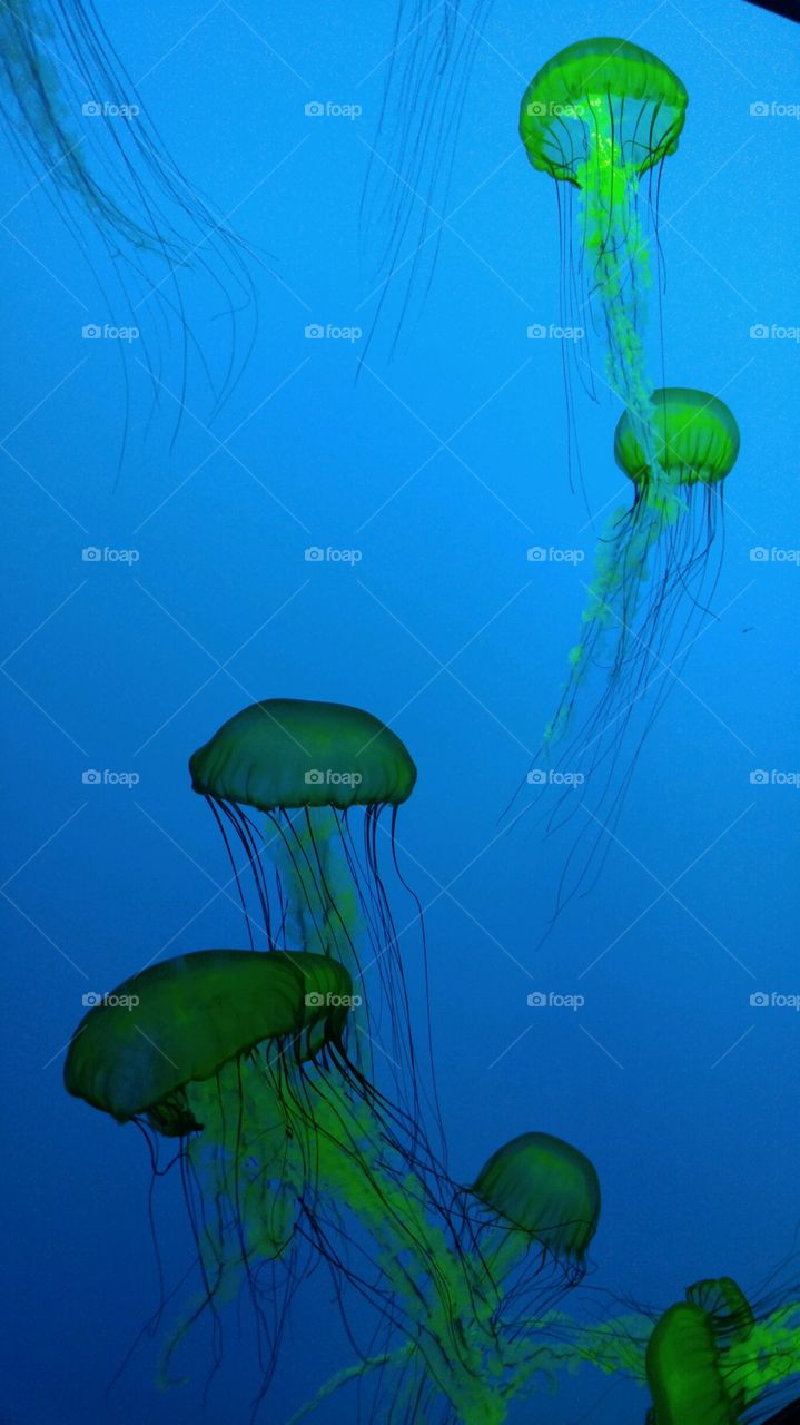 Underwater, Jellyfish, Fish, Aquarium, Nature
