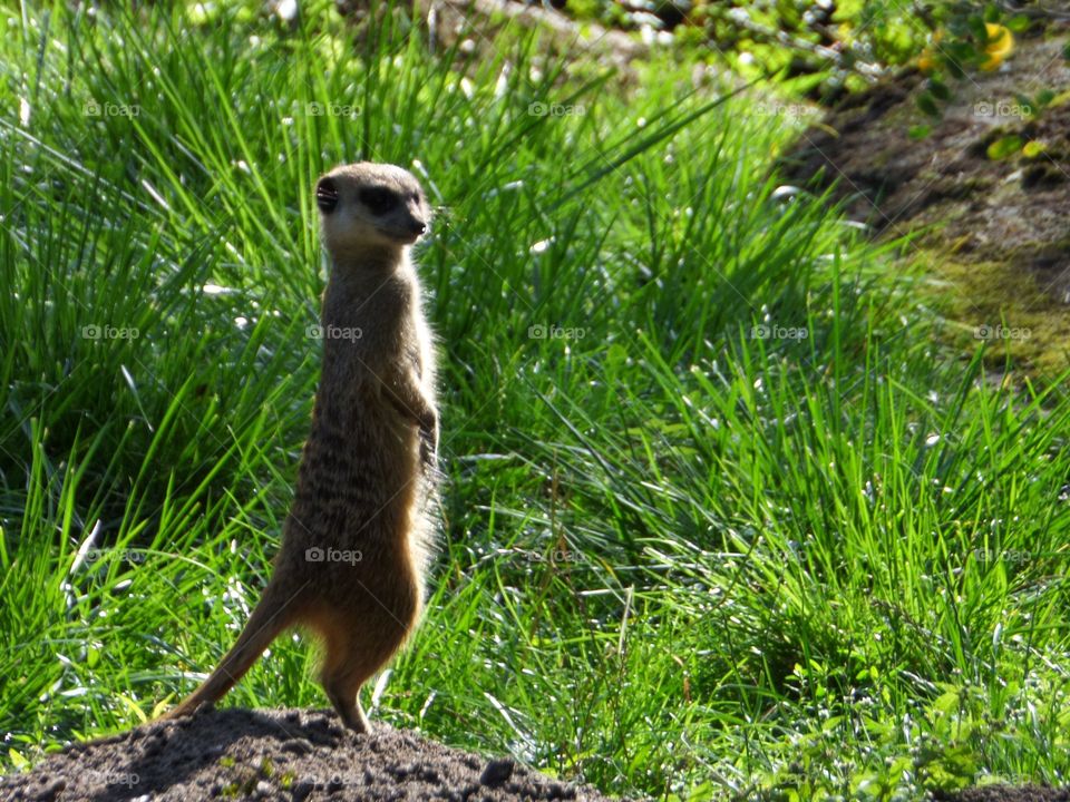 Meerkat. to look out for predators,meerkat stands sentry