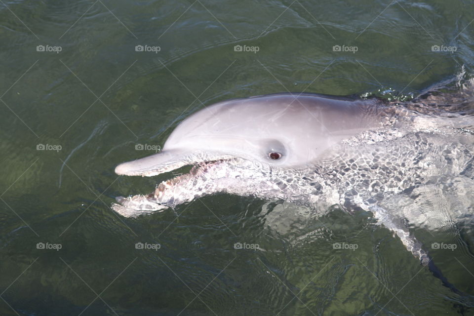 Friendly wild dolphin, South Australia closeup, head out of water, in the ocean, Spencer Gulf, Eyre Peninsula, Australian wildlife