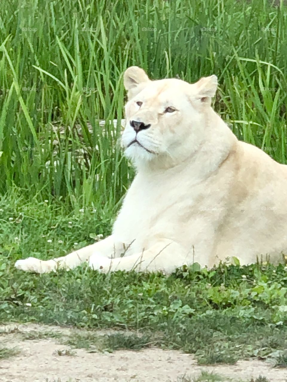 White life matters too 