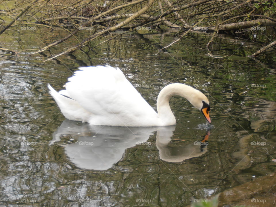 Swan Drinking