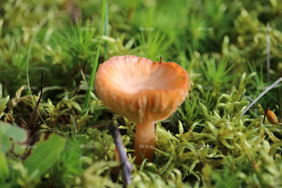 Single wild mushroom in the grass in Northern New York State's Adirondack lakes regions 