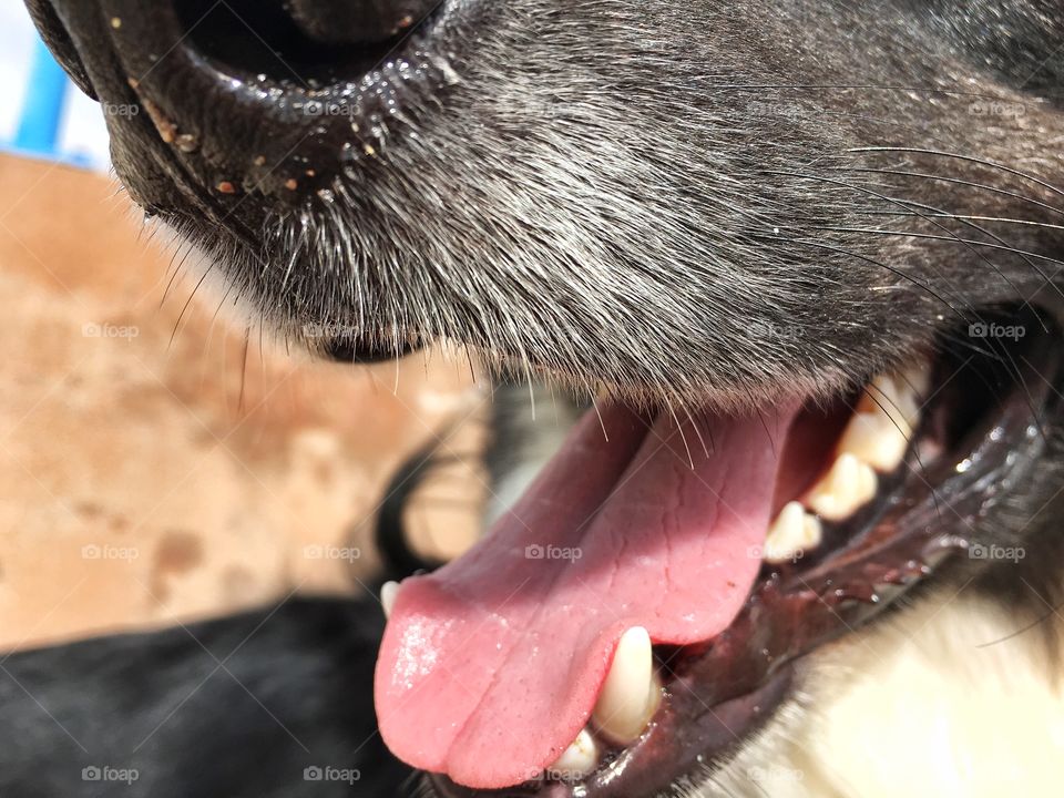 Close up of dog's face.. Snout, teeth, tongue