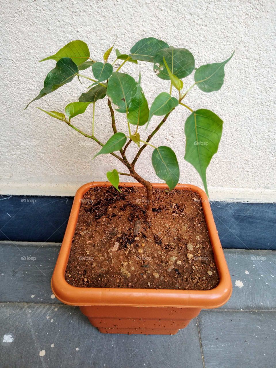 ficus religiousa bonsai in my home