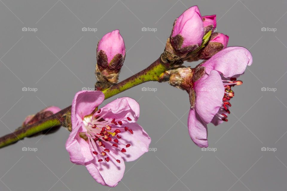 Branch of a blossoming peach.